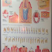 Clínica Dental Dr. Presencia Martí imagen informativa